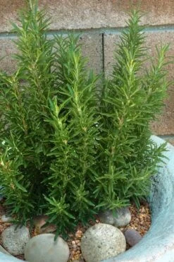 Madeline Hill Rosemary - 1 Gallon Pot -Wilson Bros Gardens Plant Sales Store rosmarinus officinalis madalene hill hardy rosemary 8