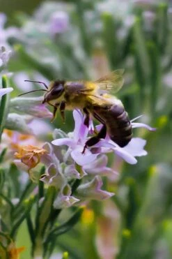 Salem Rosemary - 1 Gallon Pot 9 Salem Rosemary - 1 Gallon Pot -Wilson Bros Gardens Plant Sales Store rosmarinus officinalis salem rosemary 6