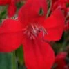 Ragin' Cajun Red Mexican Petunia (Ruellia Elegans) - 5 Pack Quart Pots