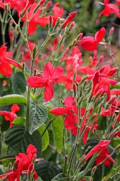 Ragin' Cajun Red Mexican Petunia (Ruellia Elegans) - 5 Pack Quart Pots -Wilson Bros Gardens Plant Sales Store ruellia elegans ragin cajun red mexican petunia 3