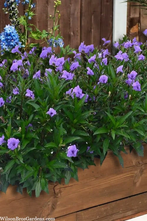 Mayan Compact Purple Mexican Petunia (Ruellia) - 5 Pack Quart Pots 4 Mayan Compact Purple Mexican Petunia (Ruellia) - 5 Pack Quart Pots - Image 4