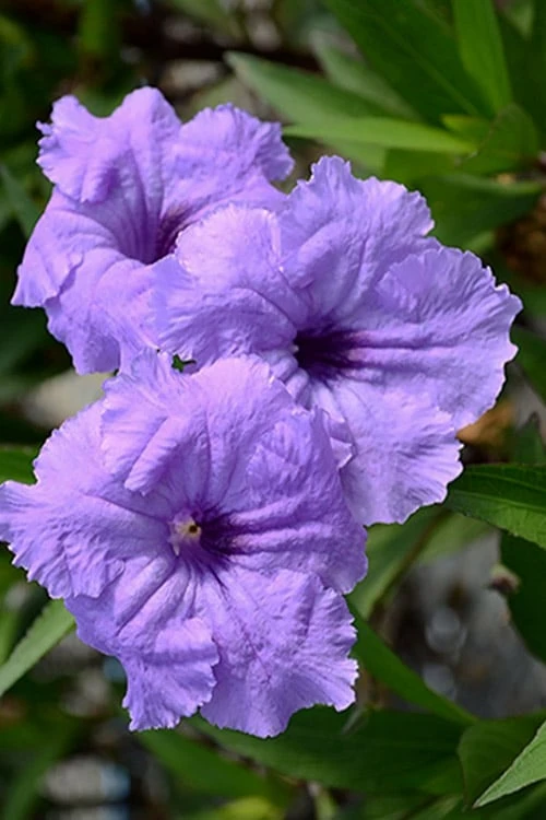 Mayan Compact Purple Mexican Petunia (Ruellia) - 5 Pack Quart Pots 1 Mayan Compact Purple Mexican Petunia (Ruellia) - 5 Pack Quart Pots