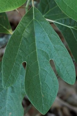 Sassafras Tree (Sassafras Albidium) - 3 Gallon Pot -Wilson Bros Gardens Plant Sales Store sassafras albidum 1
