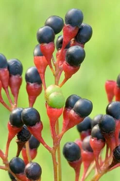 Sassafras Tree (Sassafras Albidium) - 3 Gallon Pot -Wilson Bros Gardens Plant Sales Store sassafras albidum 10