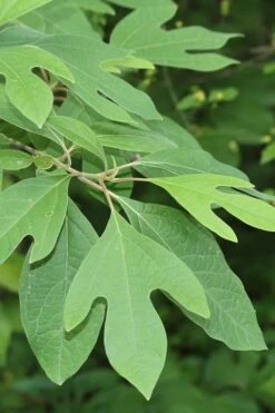 Sassafras Tree (Sassafras Albidium) - 3 Gallon Pot -Wilson Bros Gardens Plant Sales Store sassafras albidum 2