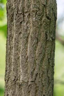 Sassafras Tree (Sassafras Albidium) - 3 Gallon Pot -Wilson Bros Gardens Plant Sales Store sassafras albidum 7