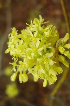 Sassafras Tree (Sassafras Albidium) - 3 Gallon Pot -Wilson Bros Gardens Plant Sales Store sassafras albidum 9