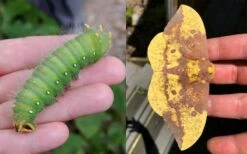 Sassafras Tree (Sassafras Albidium) - 3 Gallon Pot -Wilson Bros Gardens Plant Sales Store sassafras albidum imperial moth 1