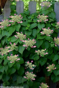 Rose Sensation Pink Climbing Hydrangea Vine - 1 Gallon Pot -Wilson Bros Gardens Plant Sales Store schizophragma hydrangeoides rose sensation climbing hydrangea 104