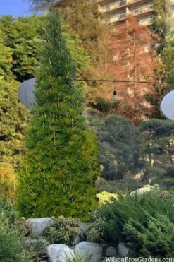 Joe Kozey Japanese Umbrella Pine (Sciadopitys) - 6 Gallon Pot -Wilson Bros Gardens Plant Sales Store sciadopitys verticillata joe kozey japanese umbrella pine 6