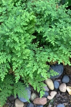 Arborvitae Fern (Selaginella Braunii) - 1 Gallon Pot -Wilson Bros Gardens Plant Sales Store selaginella braunii arborvitae fern 2