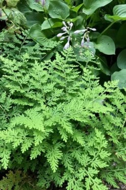 Arborvitae Fern (Selaginella Braunii) - 1 Gallon Pot -Wilson Bros Gardens Plant Sales Store selaginella braunii arborvitae fern 3