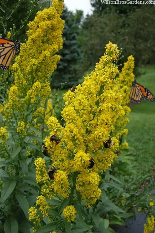 Showy Goldenrod (Solidago Speciosa) - 1 Gallon Pot 1 Showy Goldenrod (Solidago Speciosa) - 1 Gallon Pot