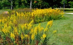 Showy Goldenrod (Solidago Speciosa) - 1 Gallon Pot 9 Showy Goldenrod (Solidago Speciosa) - 1 Gallon Pot -Wilson Bros Gardens Plant Sales Store solidago speciosa showy goldenrod 4