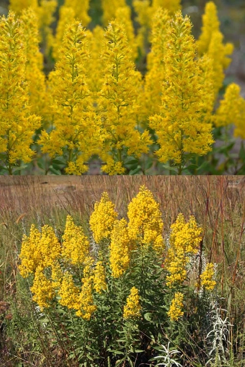 Showy Goldenrod (Solidago Speciosa) - 1 Gallon Pot 4 Showy Goldenrod (Solidago Speciosa) - 1 Gallon Pot - Image 4