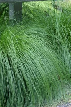 Prairie Dropseed Grass (Sporobolis Heterolepis) - 6 Pack Of 1 Gallon Pots -Wilson Bros Gardens Plant Sales Store sporobolis heterolepis prairie dropseed grass 1