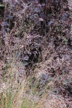 Prairie Dropseed Grass (Sporobolis Heterolepis) - 6 Pack Of 1 Gallon Pots -Wilson Bros Gardens Plant Sales Store sporobolis heterolepis prairie dropseed grass 10