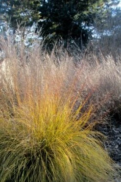 Prairie Dropseed Grass (Sporobolis Heterolepis) - 6 Pack Of 1 Gallon Pots -Wilson Bros Gardens Plant Sales Store sporobolis heterolepis prairie dropseed grass 18