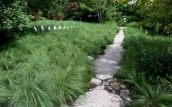 Prairie Dropseed Grass (Sporobolis Heterolepis) - 6 Pack Of 1 Gallon Pots -Wilson Bros Gardens Plant Sales Store sporobolis heterolepis prairie dropseed grass 2