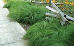 Prairie Dropseed Grass (Sporobolis Heterolepis) - 6 Pack Of 1 Gallon Pots -Wilson Bros Gardens Plant Sales Store sporobolis heterolepis prairie dropseed grass 9