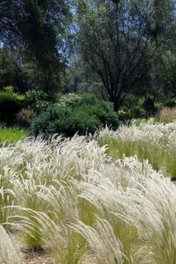 Peruvian Feather Grass (Stipa Ichu) - 1 Gallon Pot 15 Peruvian Feather Grass (Stipa Ichu) - 1 Gallon Pot -Wilson Bros Gardens Plant Sales Store stipa ichu peruvian feather grass 12