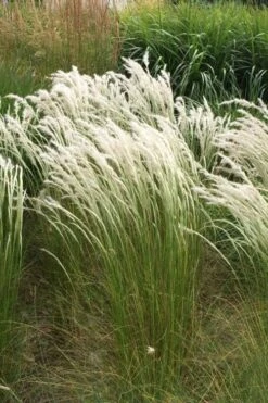 Peruvian Feather Grass (Stipa Ichu) - 1 Gallon Pot 13 Peruvian Feather Grass (Stipa Ichu) - 1 Gallon Pot -Wilson Bros Gardens Plant Sales Store stipa ichu peruvian feather grass 14