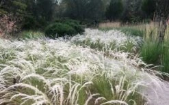 Peruvian Feather Grass (Stipa Ichu) - 1 Gallon Pot 12 Peruvian Feather Grass (Stipa Ichu) - 1 Gallon Pot -Wilson Bros Gardens Plant Sales Store stipa ichu peruvian feather grass 4