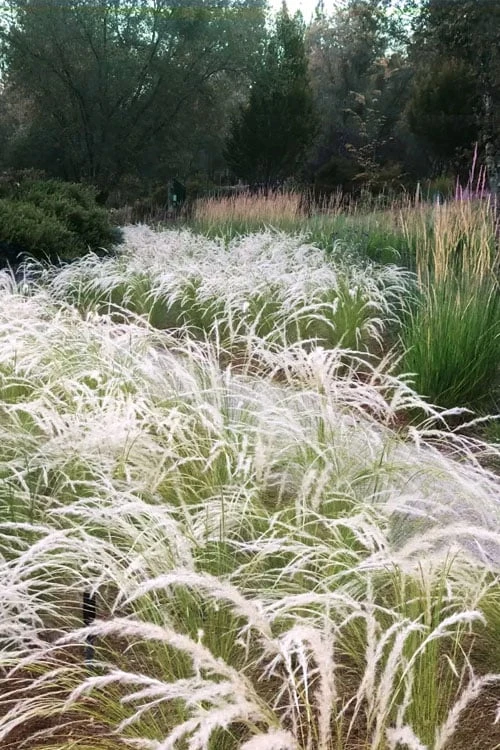 Peruvian Feather Grass (Stipa Ichu) - 1 Gallon Pot 1 Peruvian Feather Grass (Stipa Ichu) - 1 Gallon Pot
