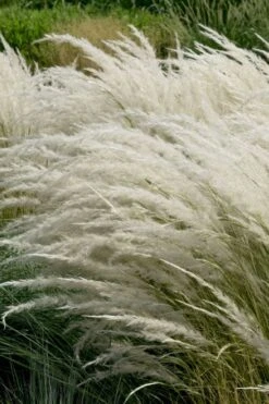 Peruvian Feather Grass (Stipa Ichu) - 1 Gallon Pot 14 Peruvian Feather Grass (Stipa Ichu) - 1 Gallon Pot -Wilson Bros Gardens Plant Sales Store stipa ichu peruvian feather grass 7