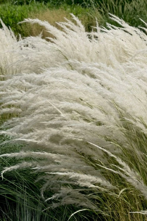 Peruvian Feather Grass (Stipa Ichu) - 1 Gallon Pot 7 Peruvian Feather Grass (Stipa Ichu) - 1 Gallon Pot - Image 7