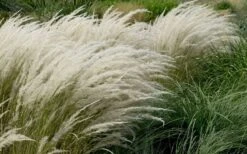 Peruvian Feather Grass (Stipa Ichu) - 1 Gallon Pot 11 Peruvian Feather Grass (Stipa Ichu) - 1 Gallon Pot -Wilson Bros Gardens Plant Sales Store stipa ichu peruvian feather grass 8