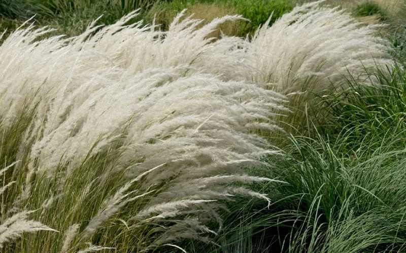 Peruvian Feather Grass (Stipa Ichu) - 1 Gallon Pot 4 Peruvian Feather Grass (Stipa Ichu) - 1 Gallon Pot - Image 4