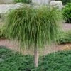 Whipcord Arborvitae (Single Trunk Topiary Tree) - 2 Gallon Pot