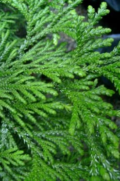 Hiba Arborvitae (Thujopsis Dolabrata) - 3 Gallon Pot 15 Hiba Arborvitae (Thujopsis Dolabrata) - 3 Gallon Pot -Wilson Bros Gardens Plant Sales Store thujopsis dolabrata hiba arborvitae 10