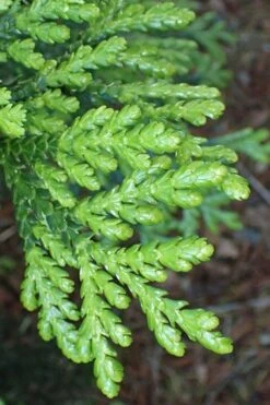 Hiba Arborvitae (Thujopsis Dolabrata) - 3 Gallon Pot 11 Hiba Arborvitae (Thujopsis Dolabrata) - 3 Gallon Pot -Wilson Bros Gardens Plant Sales Store thujopsis dolabrata hiba arborvitae 11