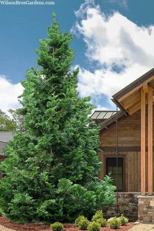 Hiba Arborvitae (Thujopsis Dolabrata) - 3 Gallon Pot 1 Hiba Arborvitae (Thujopsis Dolabrata) - 3 Gallon Pot