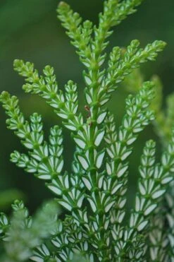 Hiba Arborvitae (Thujopsis Dolabrata) - 3 Gallon Pot 16 Hiba Arborvitae (Thujopsis Dolabrata) - 3 Gallon Pot -Wilson Bros Gardens Plant Sales Store thujopsis dolabrata hiba arborvitae 5