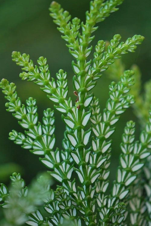Hiba Arborvitae (Thujopsis Dolabrata) - 3 Gallon Pot 8 Hiba Arborvitae (Thujopsis Dolabrata) - 3 Gallon Pot - Image 8