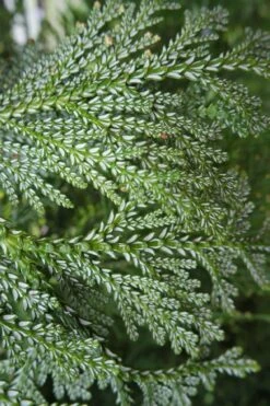 Hiba Arborvitae (Thujopsis Dolabrata) - 3 Gallon Pot 17 Hiba Arborvitae (Thujopsis Dolabrata) - 3 Gallon Pot -Wilson Bros Gardens Plant Sales Store thujopsis dolabrata hiba arborvitae 7