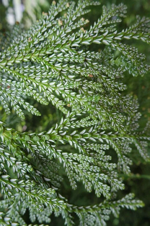 Hiba Arborvitae (Thujopsis Dolabrata) - 3 Gallon Pot 9 Hiba Arborvitae (Thujopsis Dolabrata) - 3 Gallon Pot - Image 9