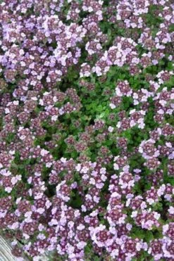 Caborn Wine & Roses Creeping Thyme - 5 Pack Of Pint Pots -Wilson Bros Gardens Plant Sales Store thyme wine and roses 500x750 2