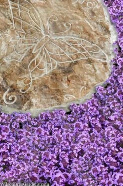 Caborn Wine & Roses Creeping Thyme - 5 Pack Of Quart Pots -Wilson Bros Gardens Plant Sales Store thymus caborn wine and roses 2