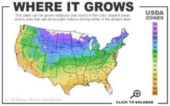 Piilu Clematis (Little Duckling) - 1 Gallon Pot -Wilson Bros Gardens Plant Sales Store usda zone map 16