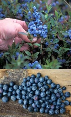 Wild Lowbush Blueberry Plant - 1 Gallon 13 Wild Lowbush Blueberry Plant - 1 Gallon -Wilson Bros Gardens Plant Sales Store vaccinium angustifolium low bush blueberry 10
