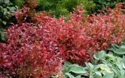 Wild Lowbush Blueberry Plant - 1 Gallon 17 Wild Lowbush Blueberry Plant - 1 Gallon -Wilson Bros Gardens Plant Sales Store vaccinium angustifolium low bush blueberry 2