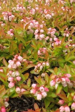 Wild Lowbush Blueberry Plant - 1 Gallon 16 Wild Lowbush Blueberry Plant - 1 Gallon -Wilson Bros Gardens Plant Sales Store vaccinium angustifolium low bush blueberry 4