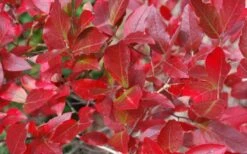 Wild Lowbush Blueberry Plant - 1 Gallon 14 Wild Lowbush Blueberry Plant - 1 Gallon -Wilson Bros Gardens Plant Sales Store vaccinium angustifolium low bush blueberry 6