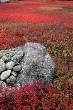Wild Lowbush Blueberry Plant - 1 Gallon 15 Wild Lowbush Blueberry Plant - 1 Gallon -Wilson Bros Gardens Plant Sales Store vaccinium angustifolium low bush blueberry 7