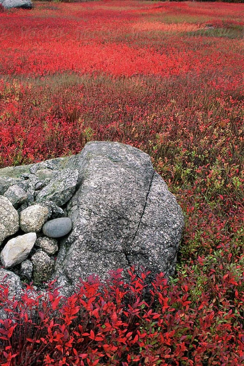 Wild Lowbush Blueberry Plant - 1 Gallon 7 Wild Lowbush Blueberry Plant - 1 Gallon - Image 7