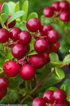 Red Candy Ligonberry (Vaccinum Vitis-idaea) - 1 Gallon -Wilson Bros Gardens Plant Sales Store vaccinum vitis idaea red candy ligonberry 2